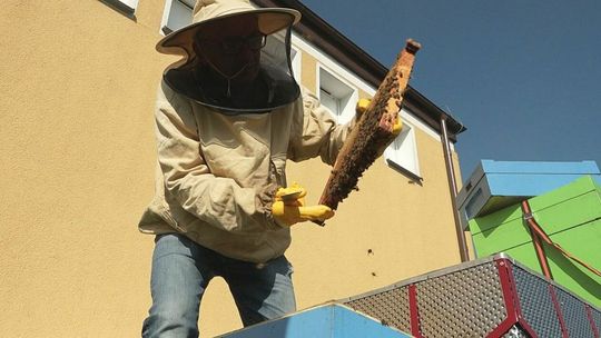 Kraśnik. Miejska pasieka