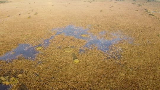 Bagno Bubnów i żurawie