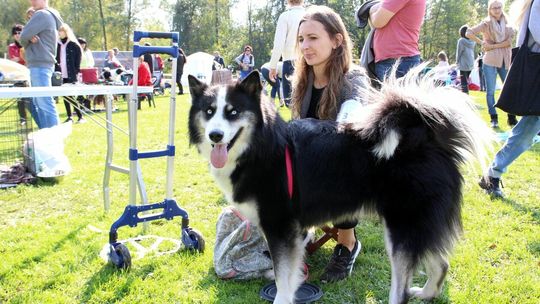 55. Krajowa Wystawa Psów Rasowych w Wąwolnicy