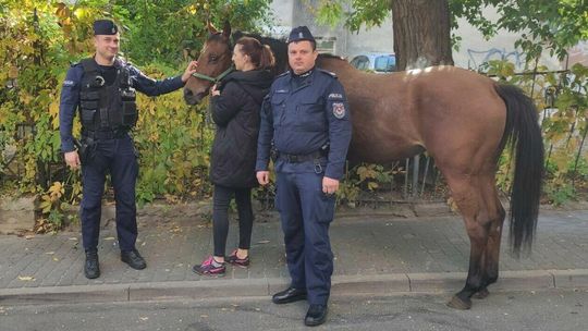 Koń biegał po centrum Lublina