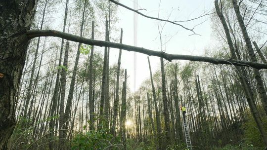 Płonące drzewa w Pliszczynie