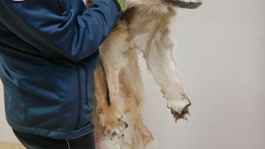 Cenne okazy zatrzymane na granicy Cenne okazy zatrzymane na granicy