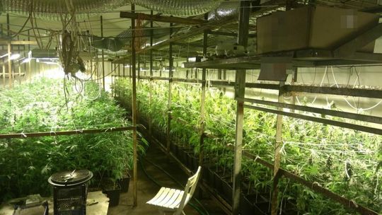 Plantacja konopi w koło Białej Podlaskiej