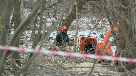Wycinka drzew w zagajniku pomiędzy al. Kraśnicką a blokami przy ul. Baśniowej i Samotnej