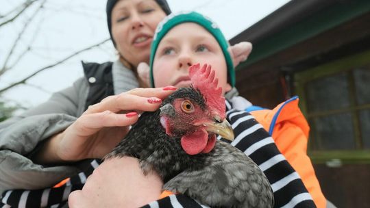 Kury w mieście Kury w mieście