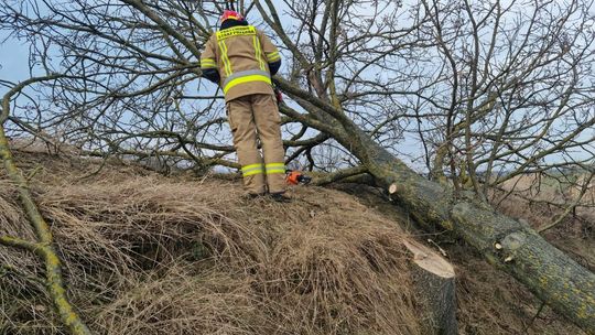 Maszki. Mężczyzna przygnieciony przez drzewo