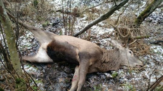 Jeleń umierał w męczarniach Jeleń umierał w męczarniach