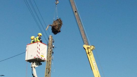 Praca przy bocianich gniazdach Praca przy bocianich gniazdach