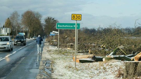 Wycinka drzew na drodze wojewódzkiej nr 830 między Sadurkami a Nałęczowem
