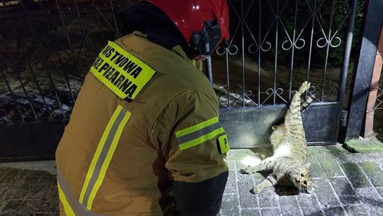 Strażacy z Radzynia Podlaskiego uratowali kota