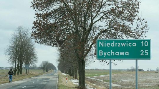 Drzewa przeznaczone do wycięcia przy drodze Bełżyce Niedrzwica Drzewa przeznaczone do wycięcia przy drodze Bełżyce Niedrzwica