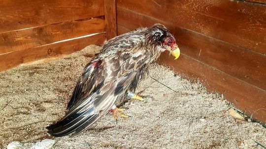 Zakleszczone bieliki wracają do zdrowia Zakleszczone bieliki wracają do zdrowia