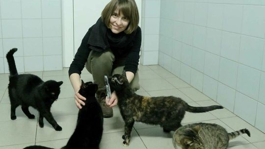 Koty do adopcji w lubelskim schronisku