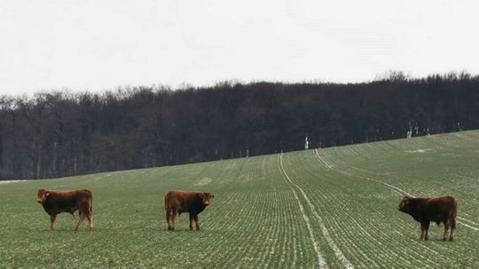 Krowy uciekły właścicielowi