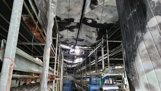 Pożar pieczarkarni koło Białej Podlaskiej Pożar pieczarkarni koło Białej Podlaskiej