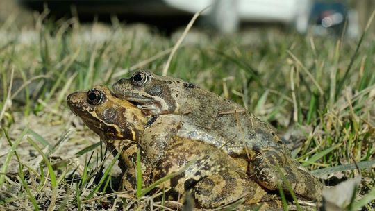 Wędrówki godowe żab przez ruchliwą drogę w Motyczu Wędrówki godowe żab przez ruchliwą drogę w Motyczu