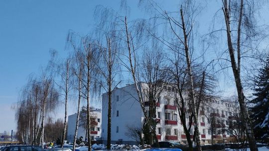 Okaleczone drzewa przy ul. Herbowej