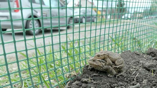 Ropuchy w miłosnym amoku na ul. Janowskiej