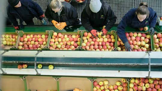 ZPO Stryjno - Sad: hala sortowania i pakowania jabłek
