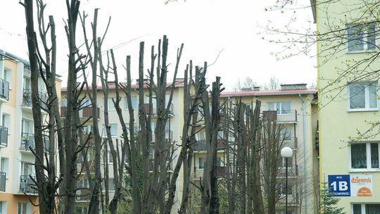 Zniszczone drzewa przy ul. Kosmowskiej w Lublinie