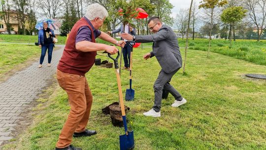 Nasadzenia młodych drzew w Zamościu