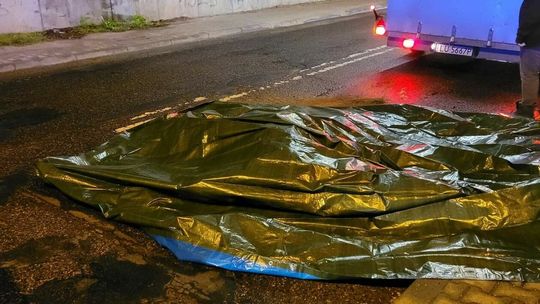 Łoś zginął na ul. Północnej w Lublinie