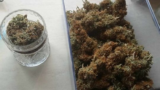 Nielegalna uprawa w gminie Firlej