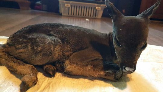 Strażacy ratują zwierzęta