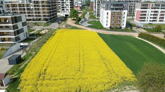Pole rzepaku w Lublinie przy ul. Jantarowej