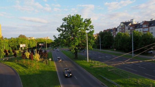 Kolejne drzewa staną się pomnikami przyrody