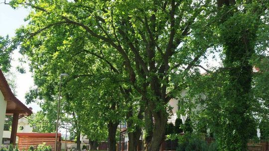 Dąb przy ul. Rzeszowskiej