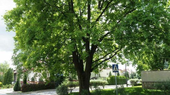 Dąb ul. Białostocka/Gdańska