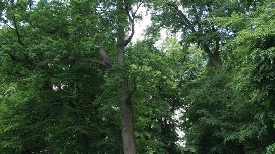 Dąb przy ul. Kieleckiej