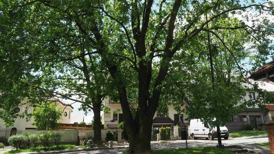 Dąb przy ul. Gdańskiej