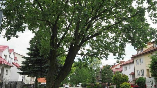 Dąb przy ul. Gdańskiej