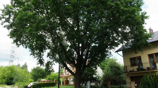 Kolejny dąb przy ul. Gdańskiej