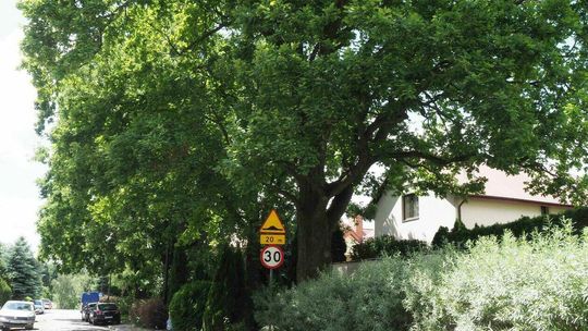 Dąb przy ul. Białostockiej