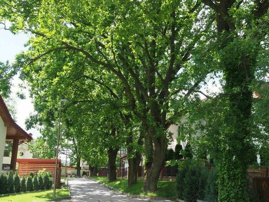Dąb przy ul. Rzeszowskiej