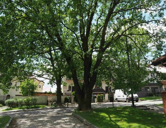 Dąb przy ul. Gdańskiej