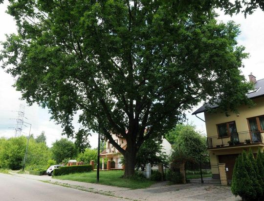 Kolejny dąb przy ul. Gdańskiej