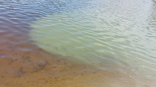 Sinice w zalewie w Biłgoraju