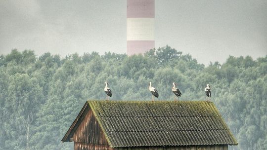 Zdjęcia Cezarego Janisza