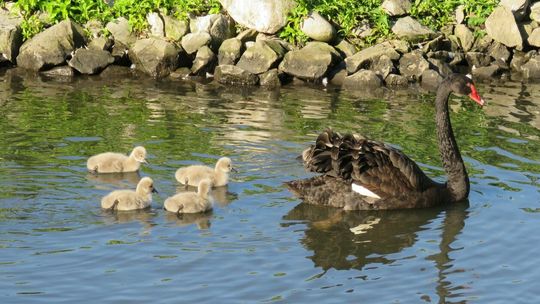 Moc narodzin - nowi mieszkańcy w zamojskim ZOO