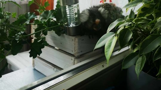 Małpa na balkonie w Chełmie