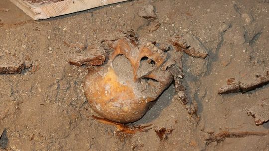 Odkrycie krypty w Chełmie