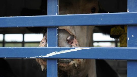 Transport krów zatrzymany w Parczewie Transport krów zatrzymany w Parczewie