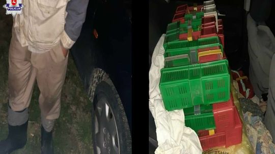 Próba kradzieży malin w Moniakach Próba kradzieży malin w Moniakach