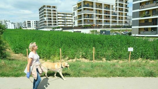 Uprawa konopii włóknistych przy ul. Jantarowej w Lublinie