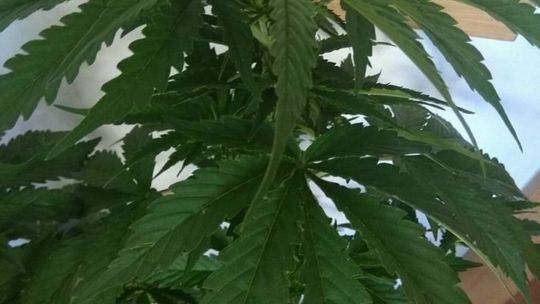 Nielegalna uprawa 41-latka z gminy Leśna Podlaska Nielegalna uprawa 41-latka z gminy Leśna Podlaska