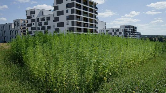 Plantacja konopi w Lublinie